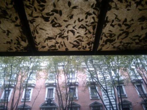 1378218_617829214936176_513513731_n