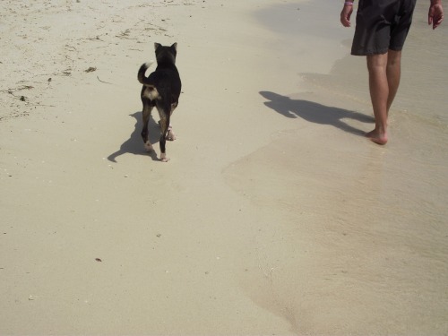 il cane che ha visto dio