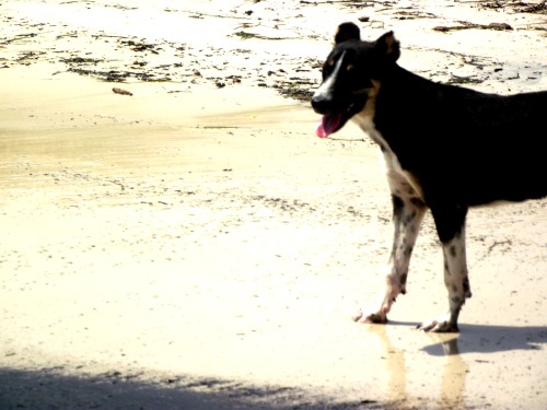 il cane che ho visto io