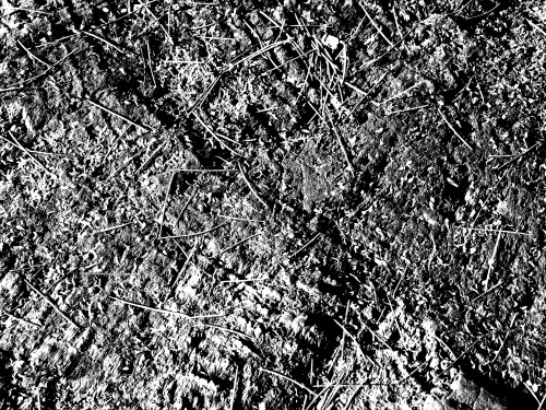 2015-01-15 17.39.16_bw