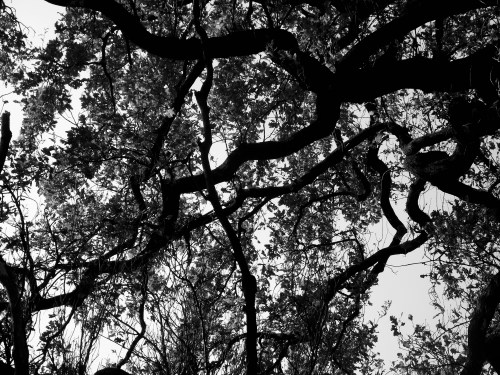 2015-01-15 17.41.49_bw