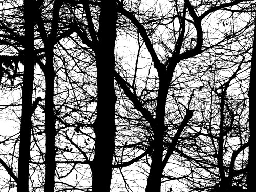 2015-01-15 17.58.47_bw