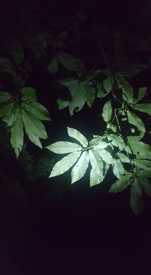 13669812_1150174378368321_7105759534296640740_n