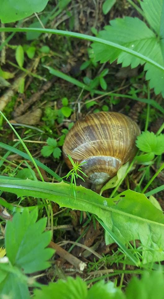 13680823_1150642608321498_5932375101518390566_n