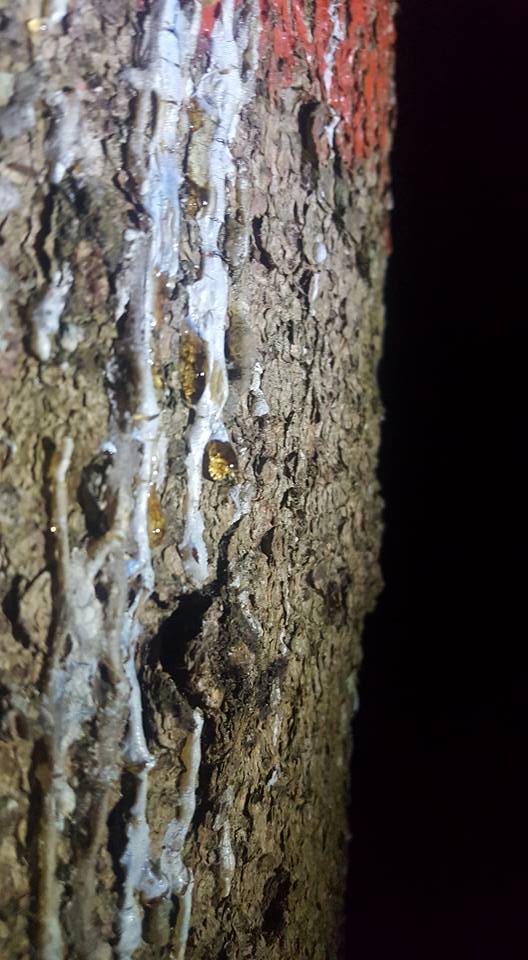 13680919_1150174248368334_1766604545954510331_n