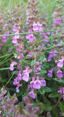 13686519_1150642568321502_864441860590563554_n