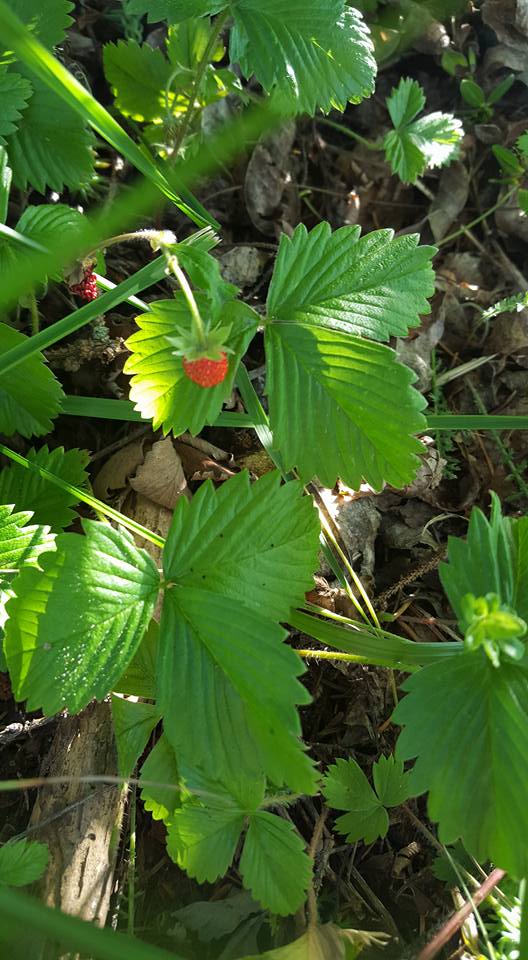 13700198_1150642581654834_1444178140240621536_n