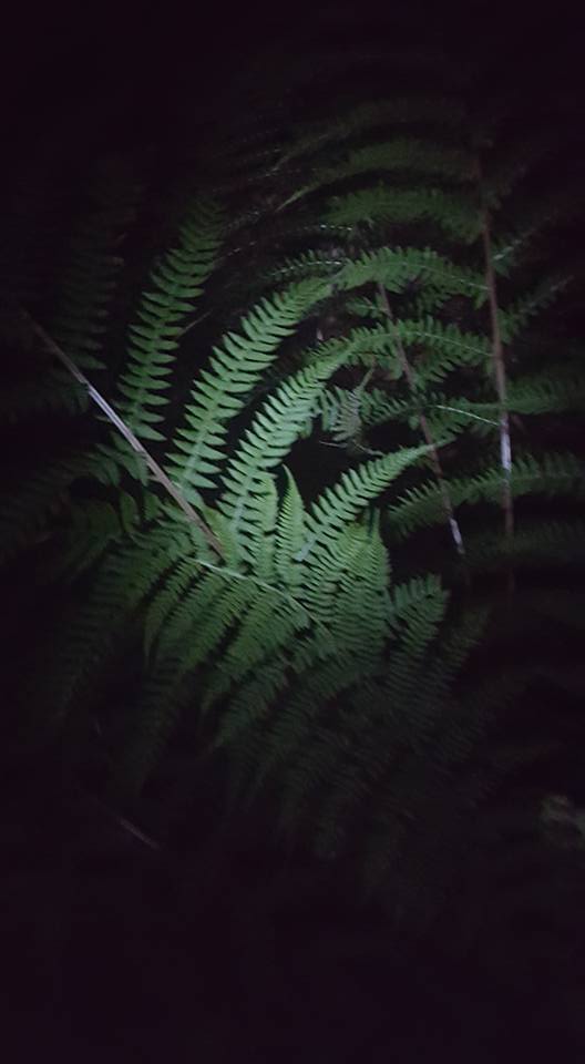 13718497_1150174491701643_8983586319778412553_n