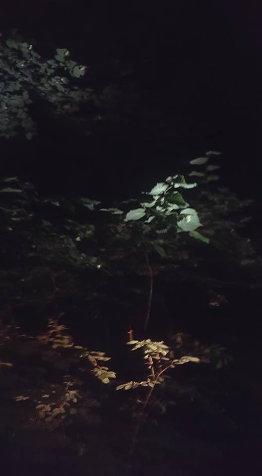 13718569_1150174298368329_7328905039410342854_n