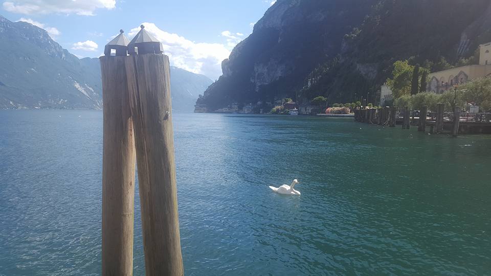 13718634_1150117818373977_5512978323944610517_n (1)