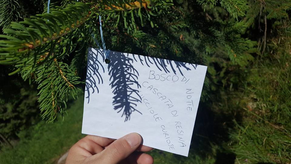 13769375_1150643378321421_317551128849764873_n