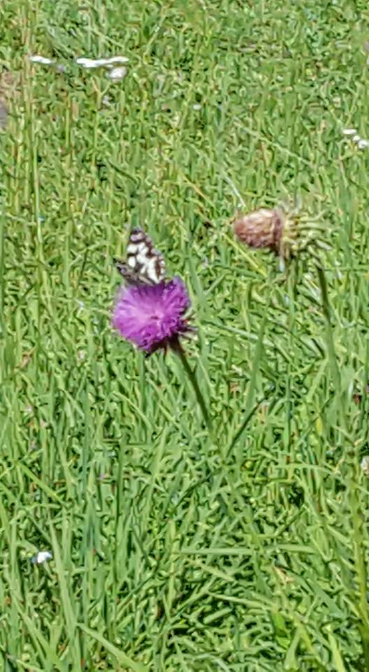 13769401_1150644094988016_4059816935503866384_n