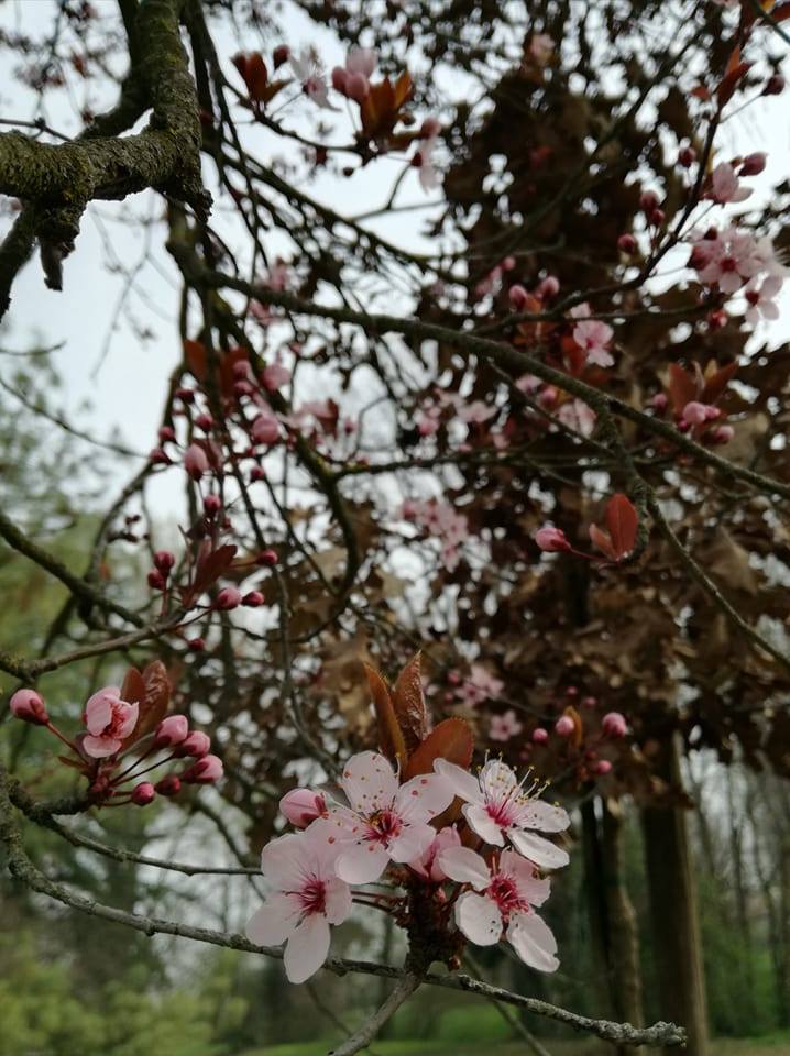 17362549_1276250329130551_5981684274875801722_n